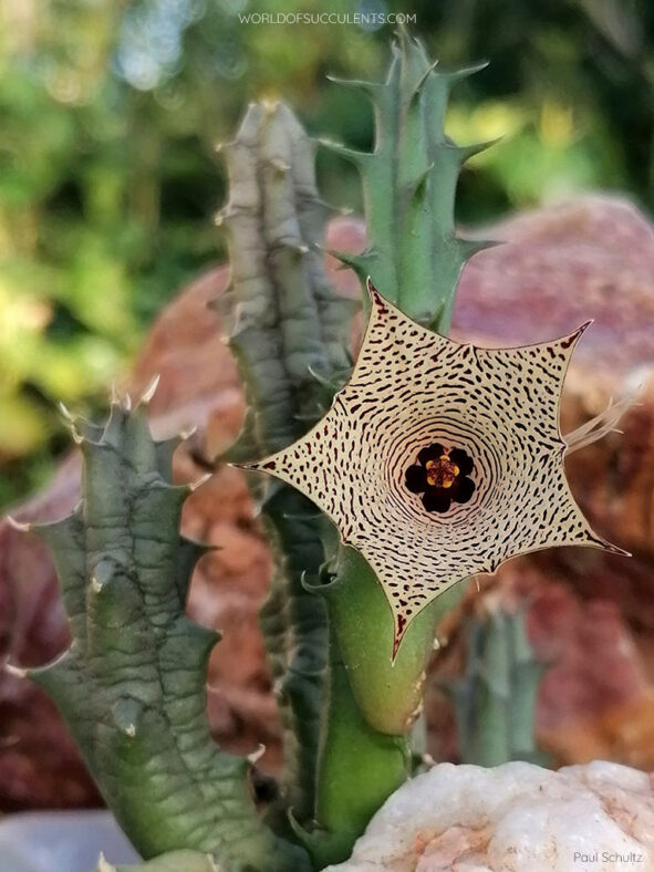 Huernia mccoyi