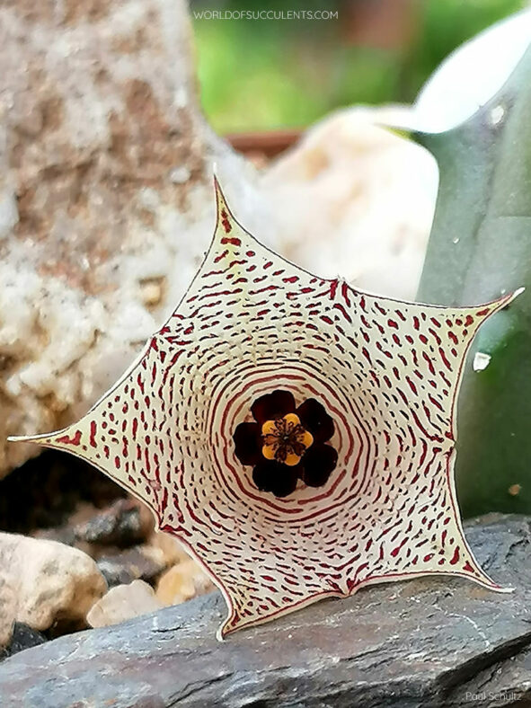 Huernia mccoyi