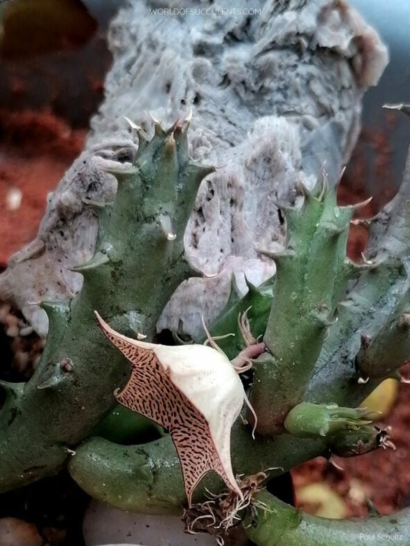 Huernia mccoyi