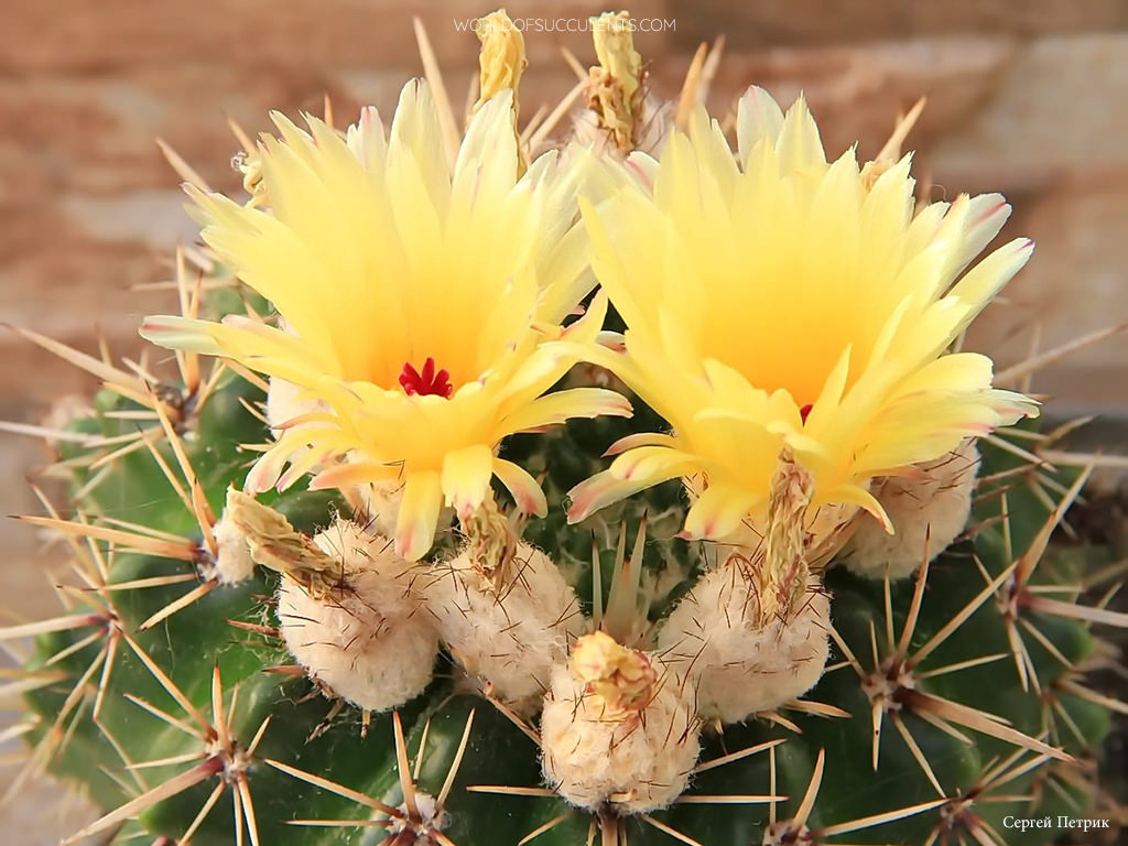 flowers and seed pods of Parodia mammulosa subsp. submammulosa aka Notocactus submammulosus