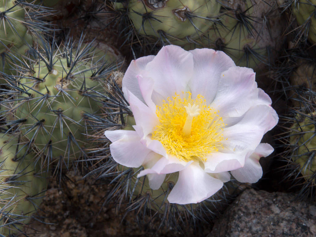 Tephrocactus alexanderi