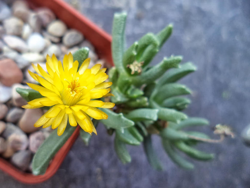 Chasmatophyllum nelii