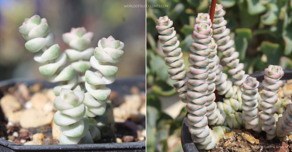 Amazon.com : Crassula 'Baby's Necklace', Live Succulent Fully Rooted in 2  inch Starter Pot with Soil Mix, House Plant for Indoor Outdoor Home Office  Wedding Decoration Party Favor, Gift for Her :