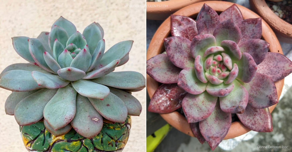 Echeveria 'Ariel' - World of Succulents