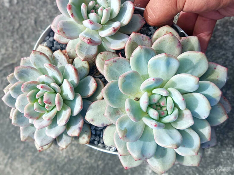 Echeveria 'Ariel' aka Echeveria 'Ling Snow'