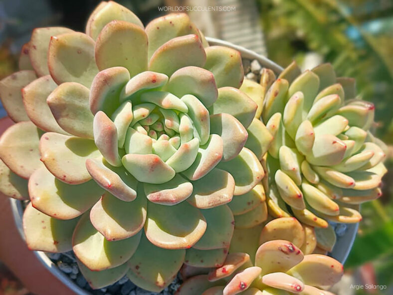 Echeveria 'Ariel' aka Echeveria 'Ling Snow'