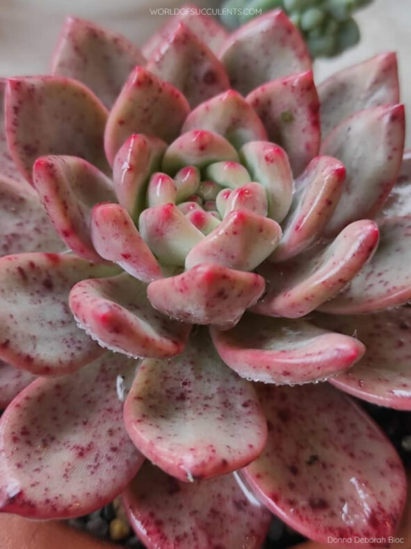 Echeveria 'Ariel' aka Echeveria 'Ling Snow'