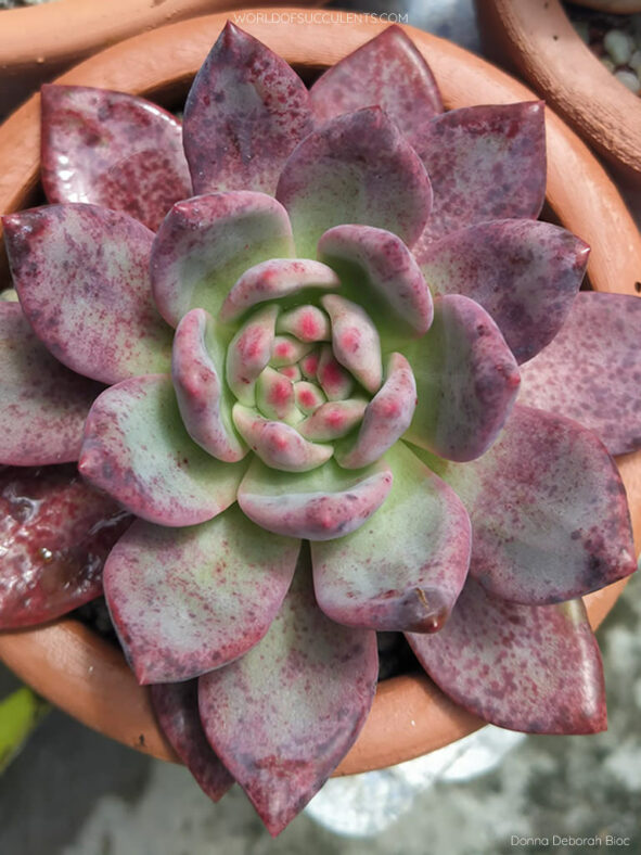 Echeveria 'Ariel' aka Echeveria 'Ling Snow'