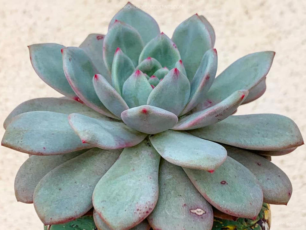 Echeveria 'Ariel' aka Echeveria 'Ling Snow'