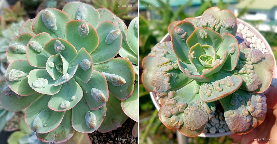 Echeveria 'New Heights' - World of Succulents