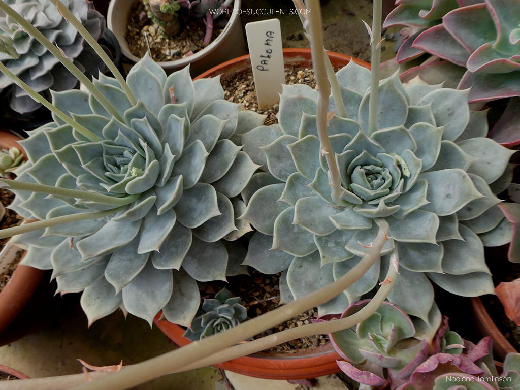 Echeveria 'Paloma'