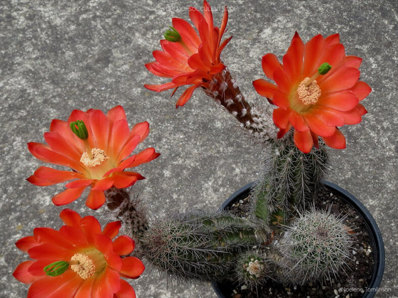 Echinocereus polyacanthus, commonly known as Mojave Mound Cactus