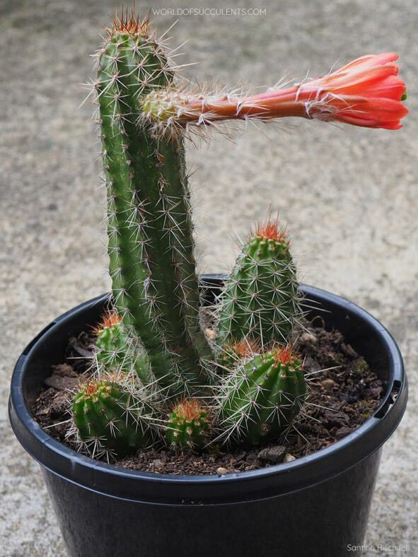 Echinocereus polyacanthus, commonly known as Mojave Mound Cactus