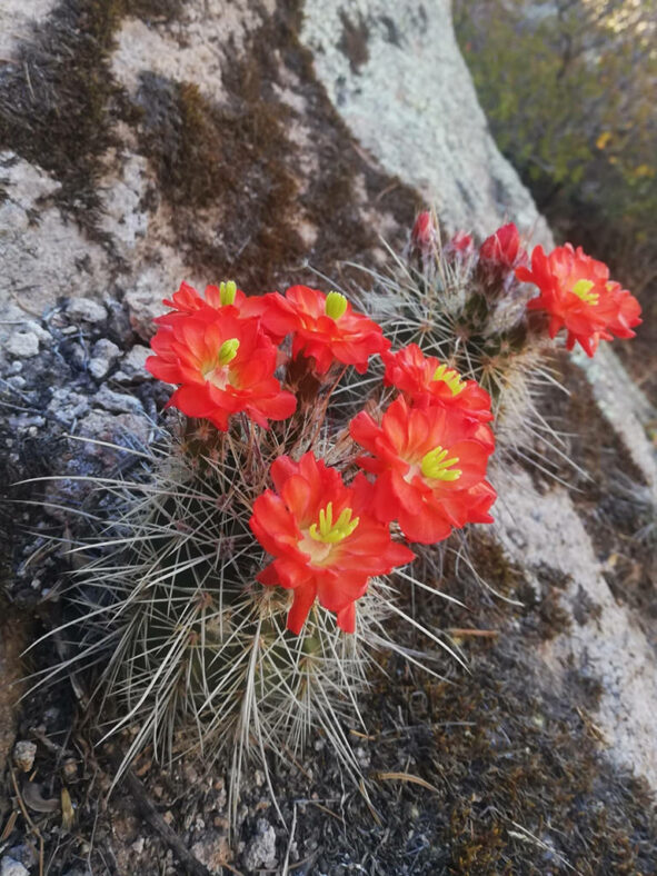 Echinocereus polyacanthus, commonly known as Mojave Mound Cactus