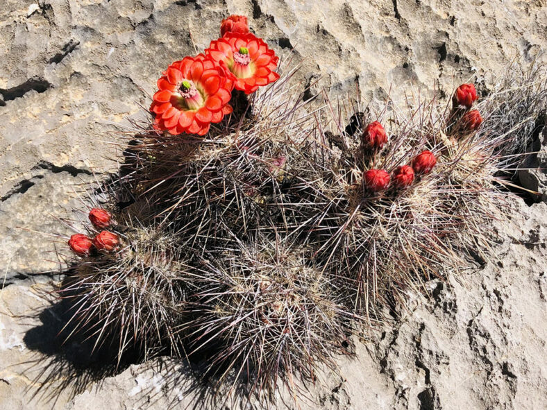 Echinocereus polyacanthus, commonly known as Mojave Mound Cactus