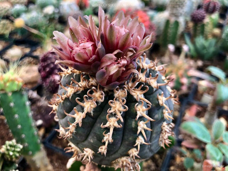 Gymnocalycium spegazzinii f. unguispinum