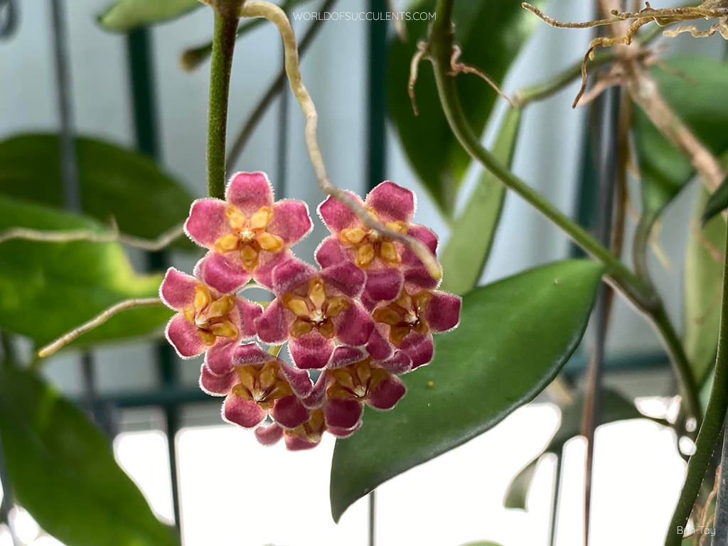 Hoya davidcummingii