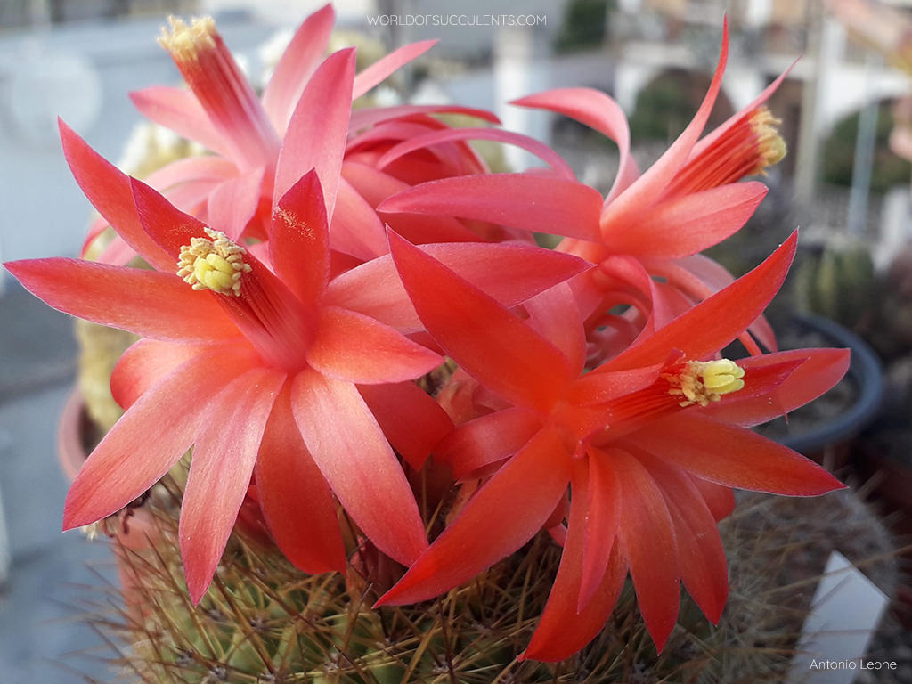 Matucana celendinensis aka Matucana intertexta var. celendinensis in bloom