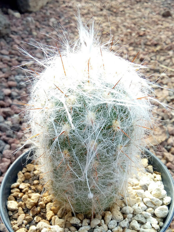 Young Oreocereus celsianus, commonly known as Old Man of the Andes