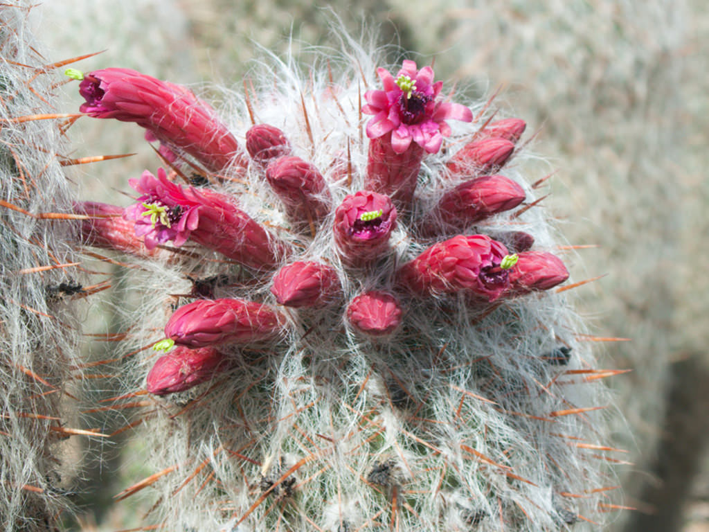 Flowers of Oreocereus celsianus, commonly known as Old Man of the Andes