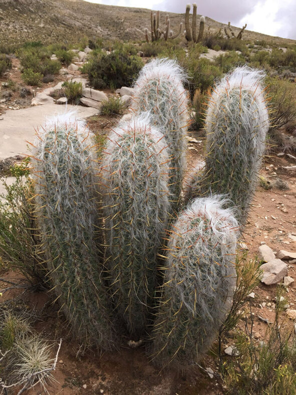 Mature Oreocereus celsianus, commonly known as Old Man of the Andes