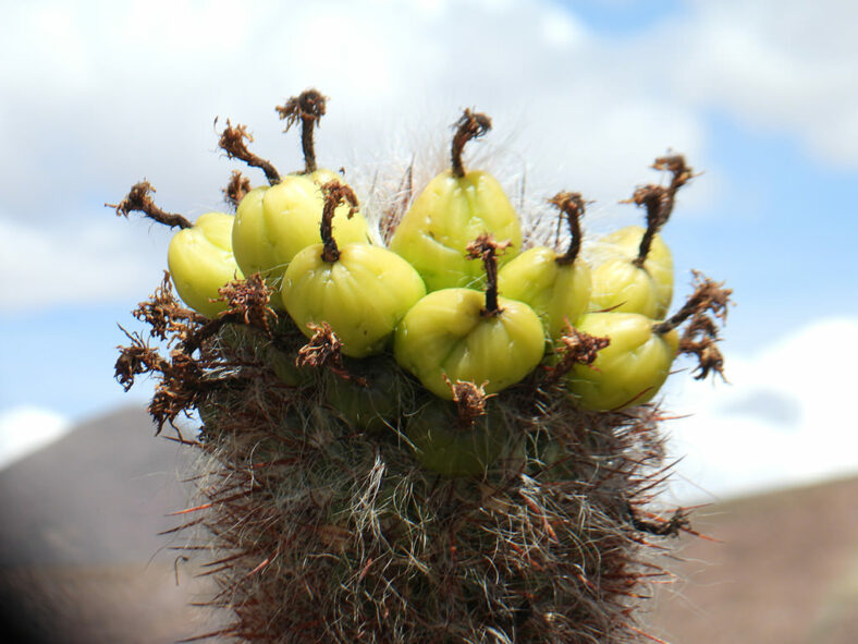 Fruits of Oreocereus celsianus, commonly known as Old Man of the Andes