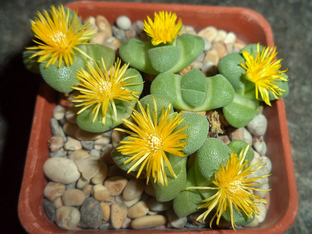 Stomatium suaveolens in bloom