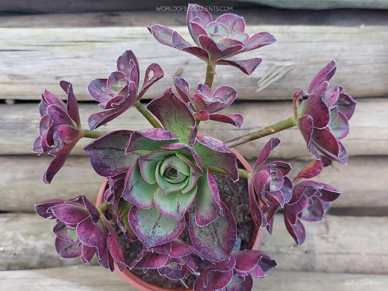 Aeonium 'Marnier-Lapostolle' - World of Succulents