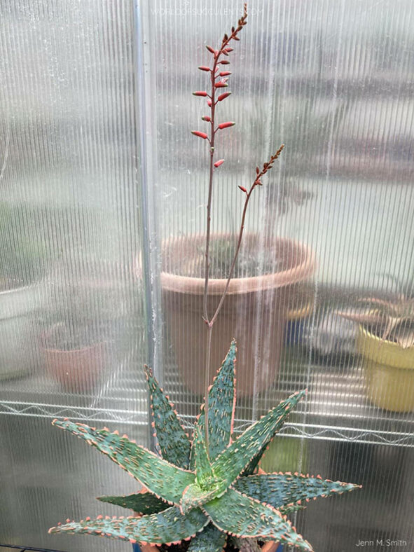 Aloe 'Amethyst'
