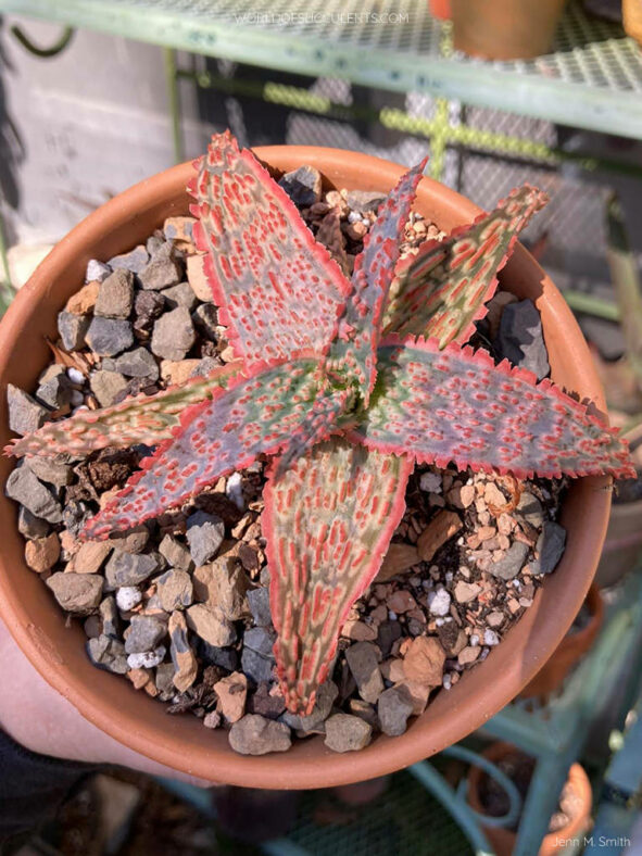 Aloe 'Crimson Dragon'