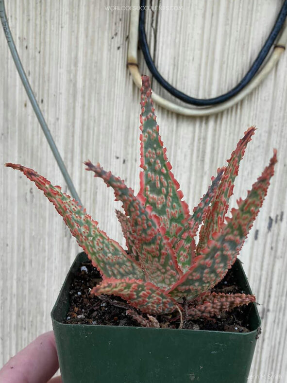 Aloe 'Crimson Dragon'