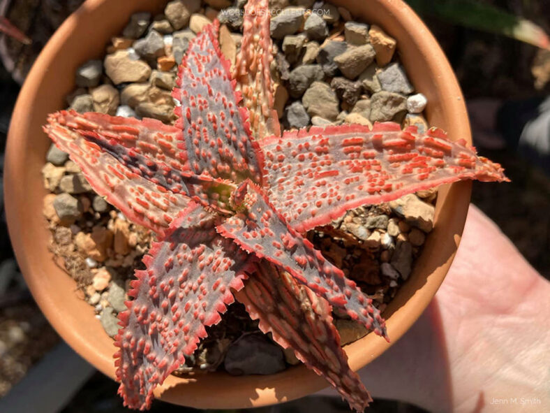 Aloe 'Crimson Dragon'