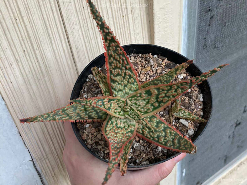 Aloe 'Crimson Dragon'