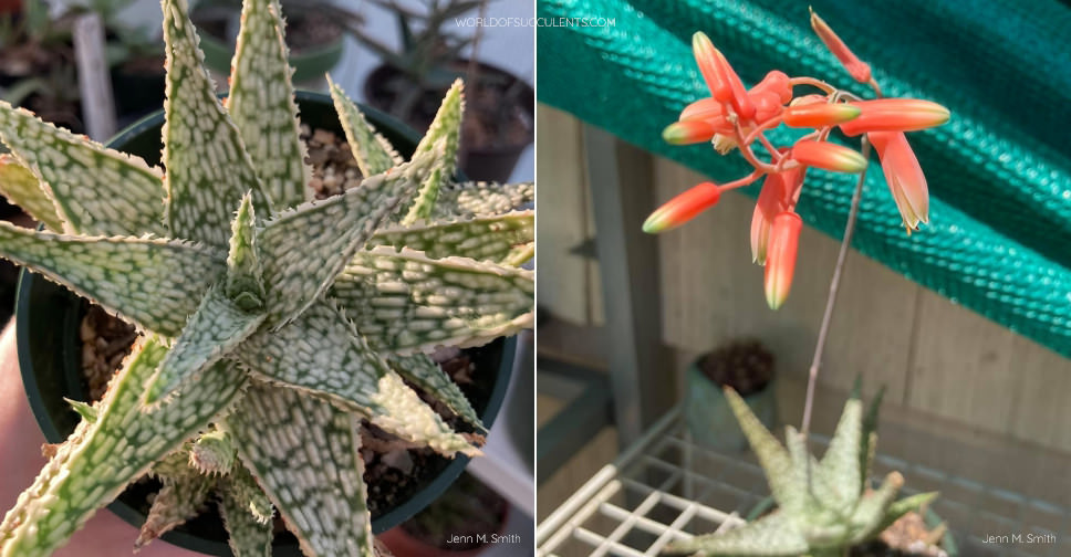 Aloe 'White Lightning' - World of Succulents