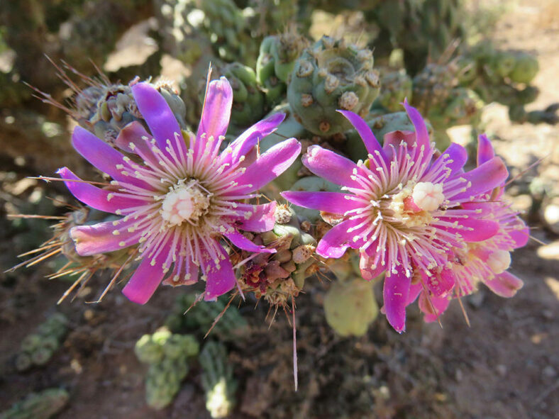 Flowers of Cylindropuntia cholla, commonly known as Chain-link Cholla