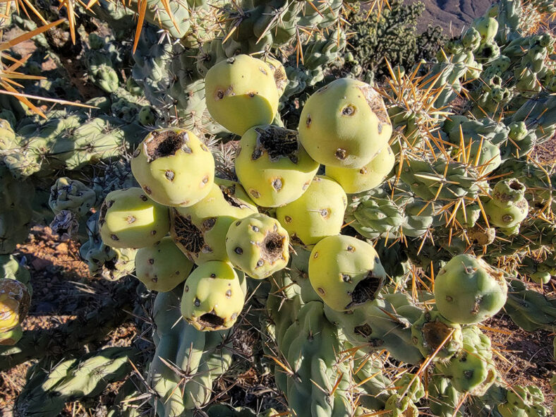 Fruits of Cylindropuntia cholla, commonly known as Chain-link Cholla