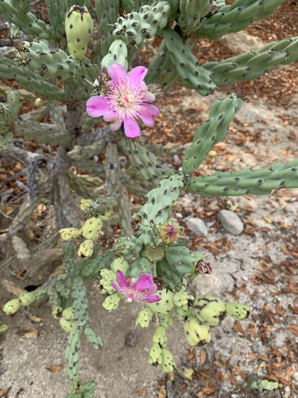 Cylindropuntia cholla, commonly known as Chain-link Cholla