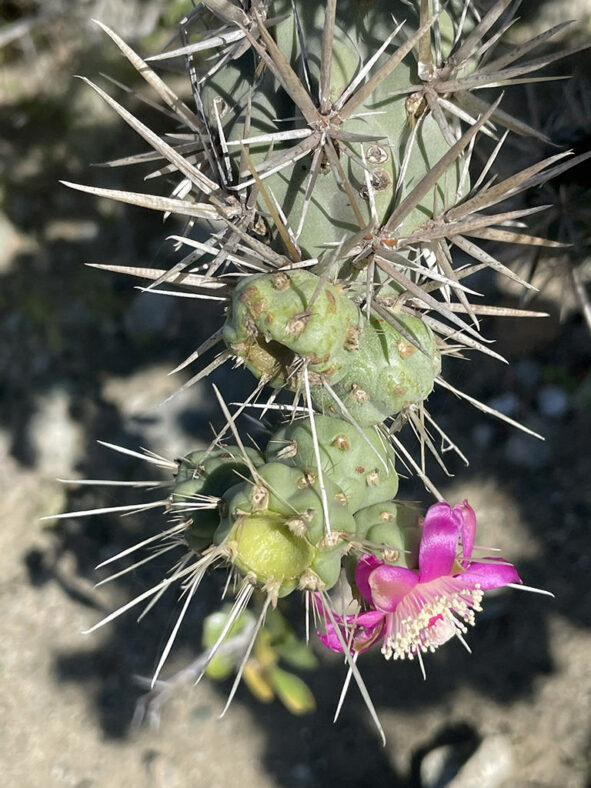 Cylindropuntia cholla, commonly known as Chain-link Cholla