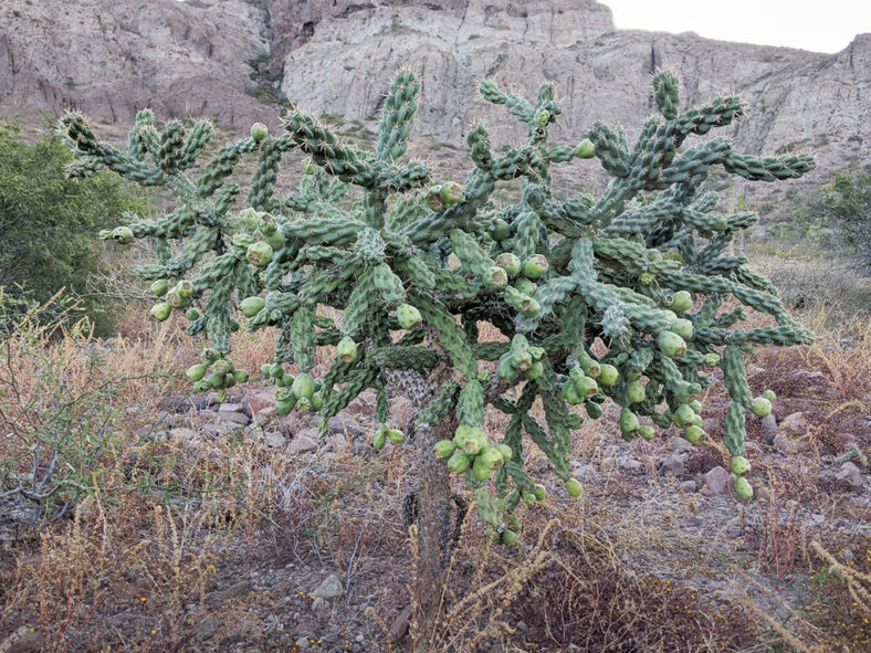 Tree-like Cylindropuntia cholla, commonly known as Chain-link Cholla