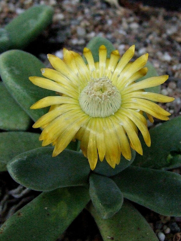 Flower of Deilanthe thudichumii aka Aloinopsis thudichumii