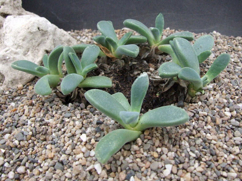 Deilanthe thudichumii aka Aloinopsis thudichumii