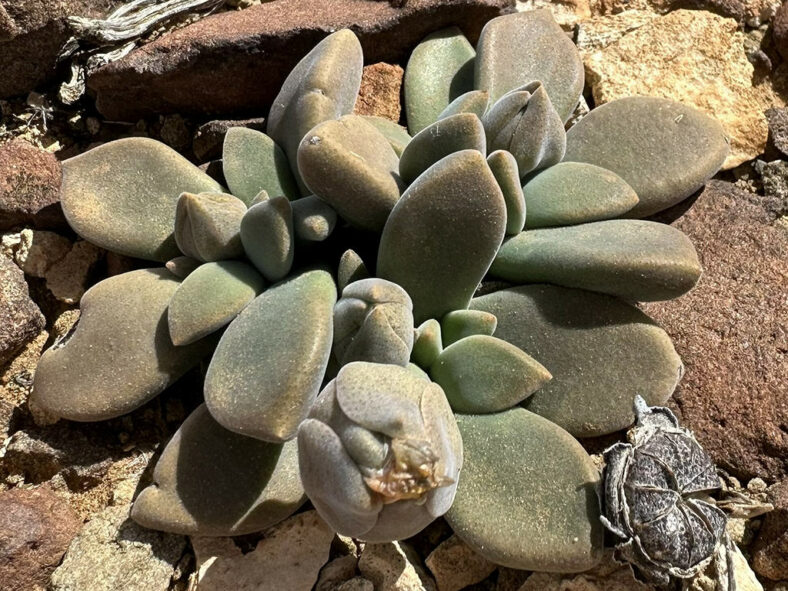 Flowers, buds, and fruit of Deilanthe thudichumii aka Aloinopsis thudichumii