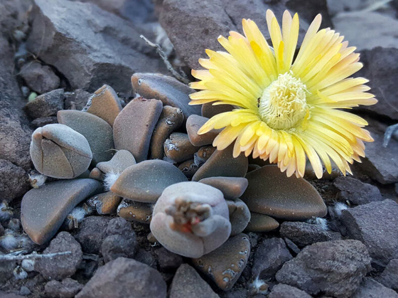 Deilanthe thudichumii aka Aloinopsis thudichumii