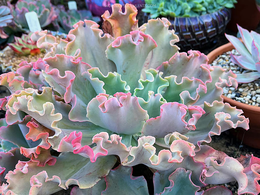 Echeveria 'Takasago No Okina'