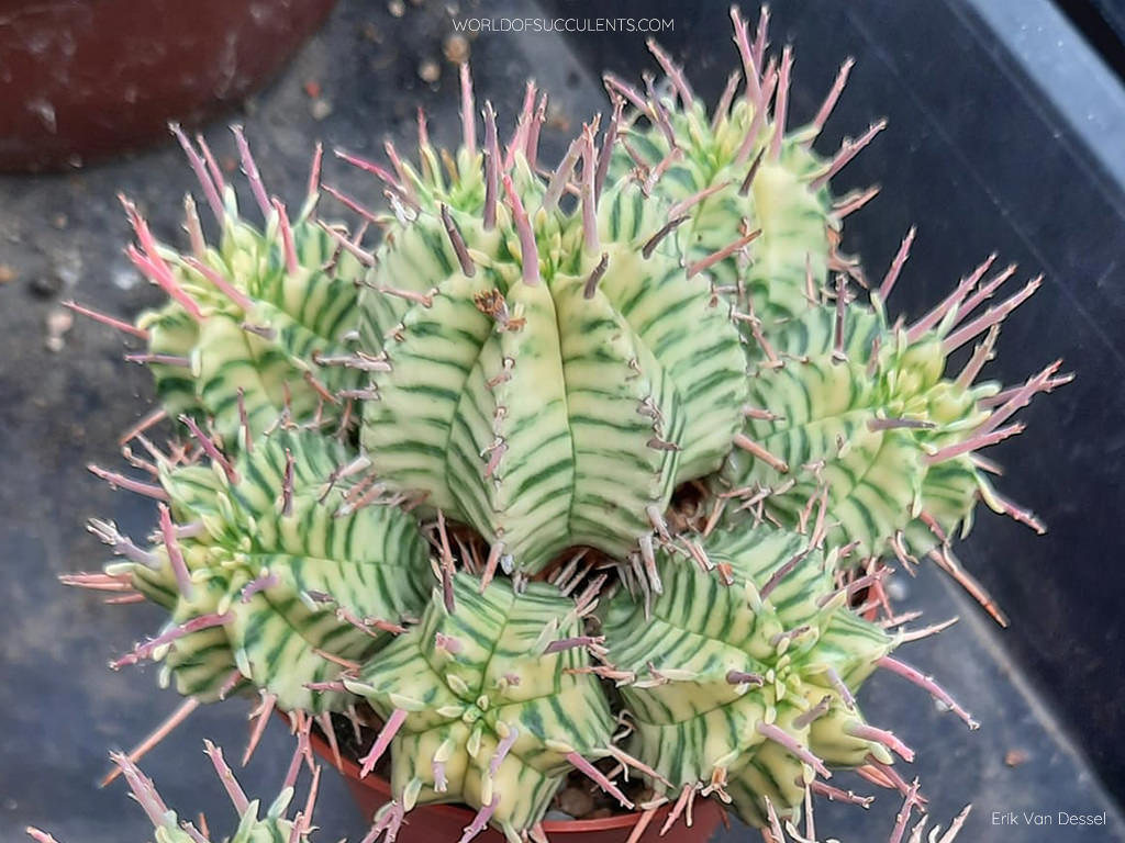 Euphorbia pulvinata 'Variegata', usually sold as Euphorbia meloformis 'Variegata'