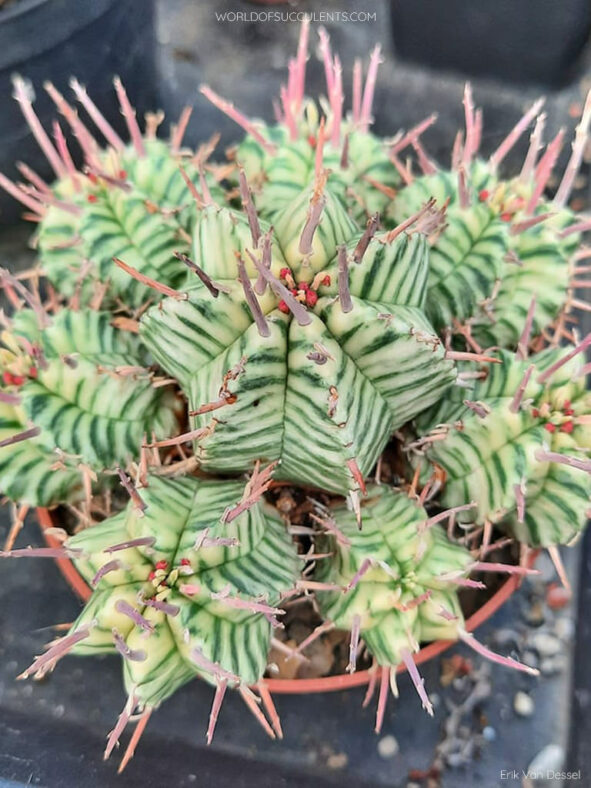 Euphorbia pulvinata 'Variegata', usually sold as Euphorbia meloformis 'Variegata'