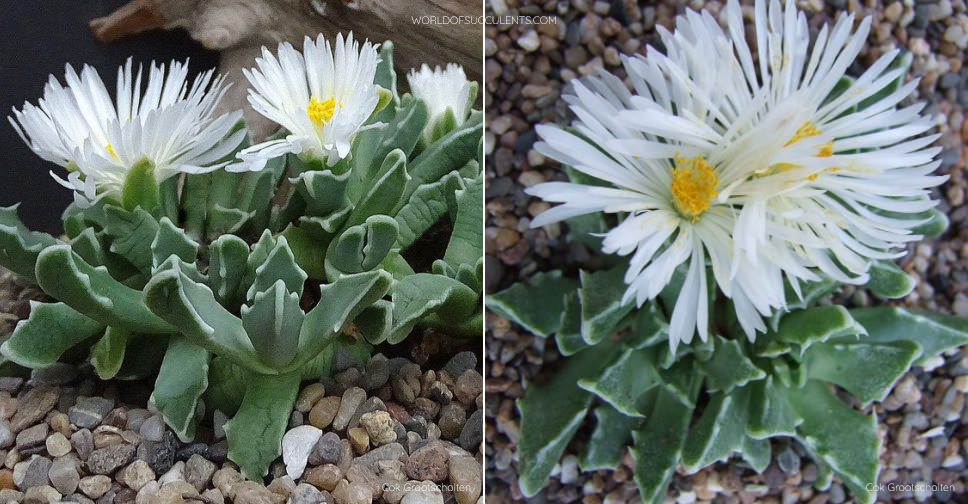 Faucaria bosscheana f. albiflora - World of Succulents