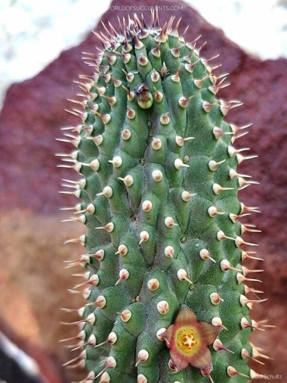 Hoodia officinalis
