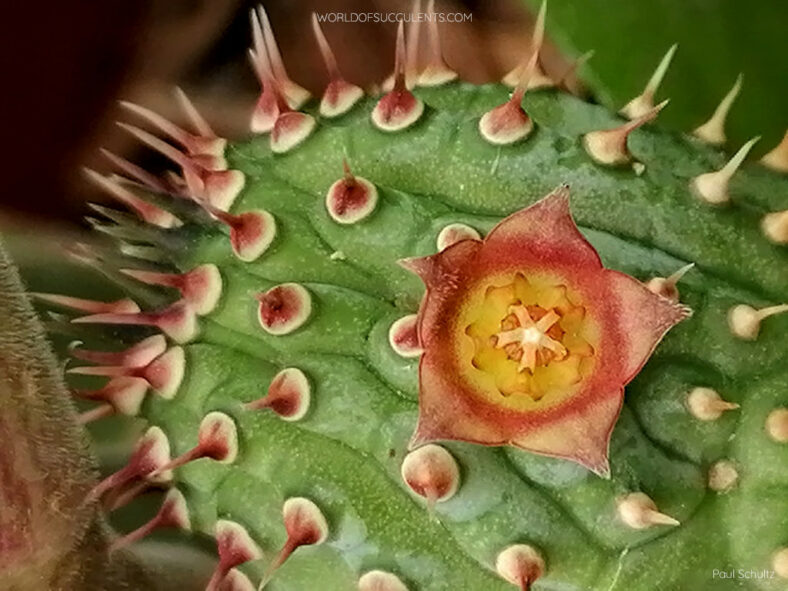 Hoodia officinalis