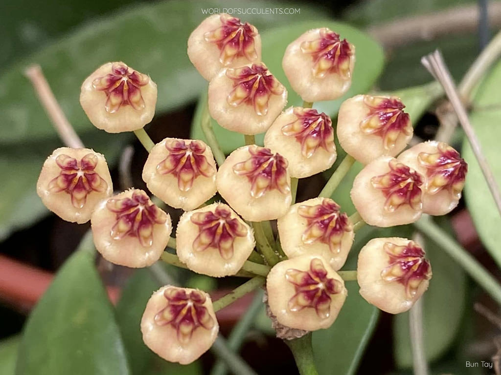 Hoya brevialata